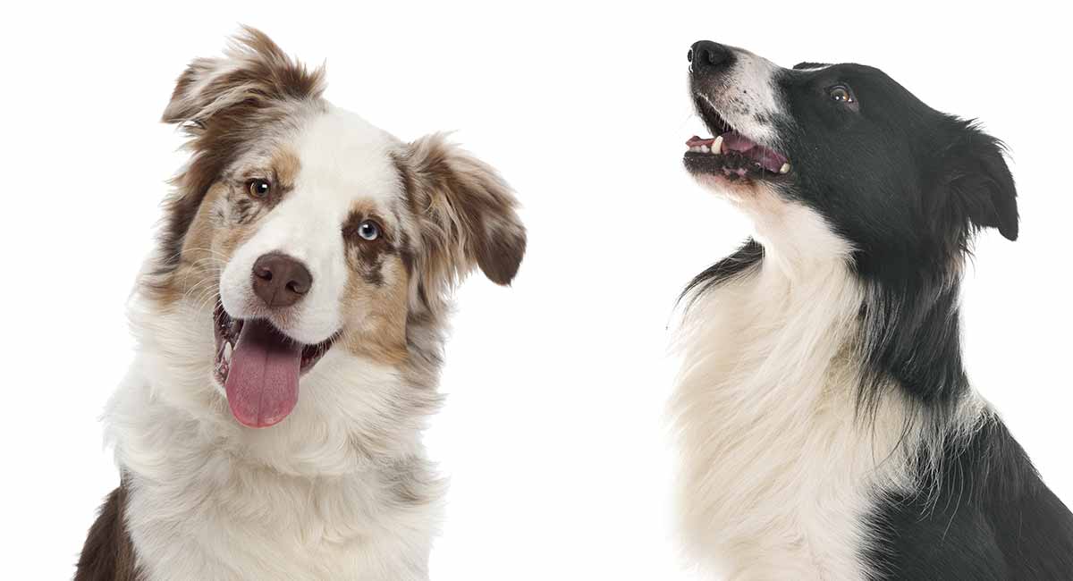 ros tom Meander Border Collie Australian Shepherd Mix – The Ultimate Herding Mix?