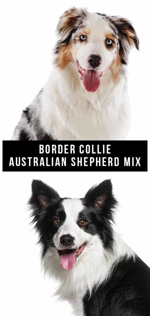 Border Collie Australian Shepherd Mix – The Ultimate Herding Mix?