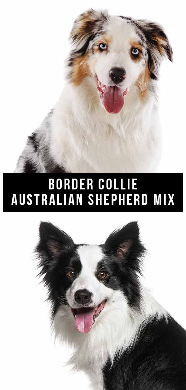 Border Collie Australian Shepherd mix
