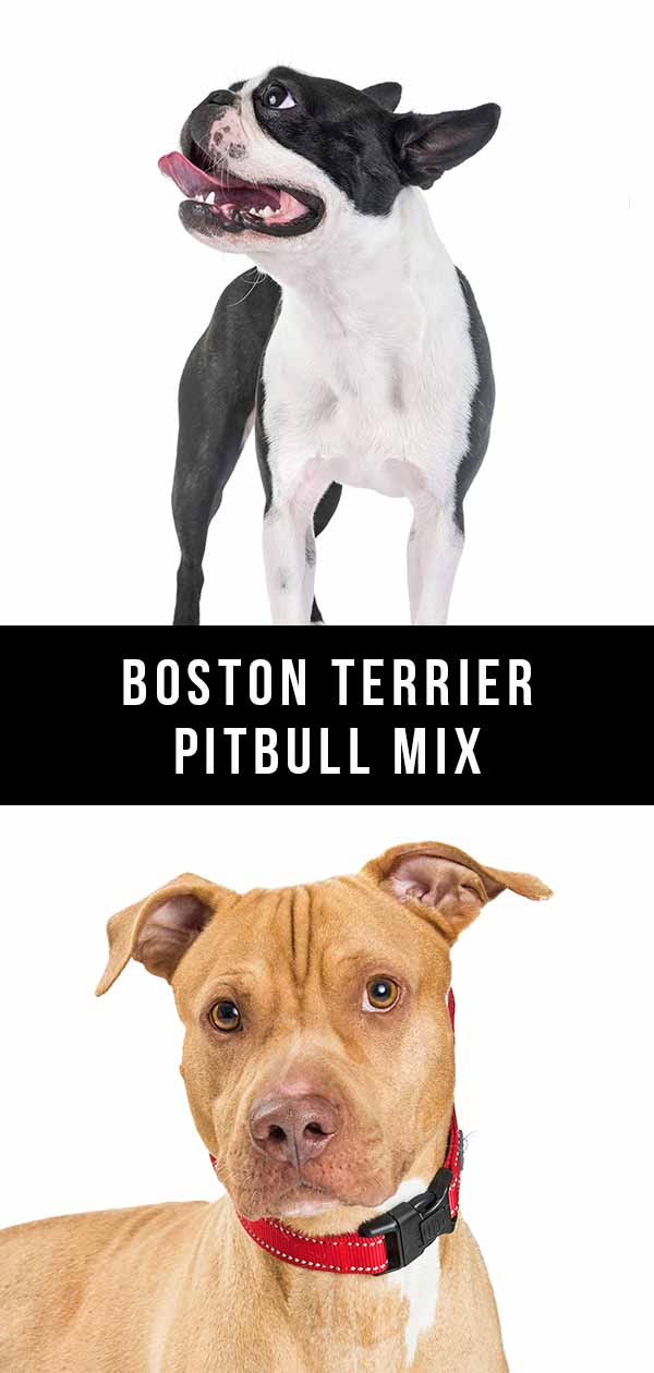 boston terrier pitbull mix