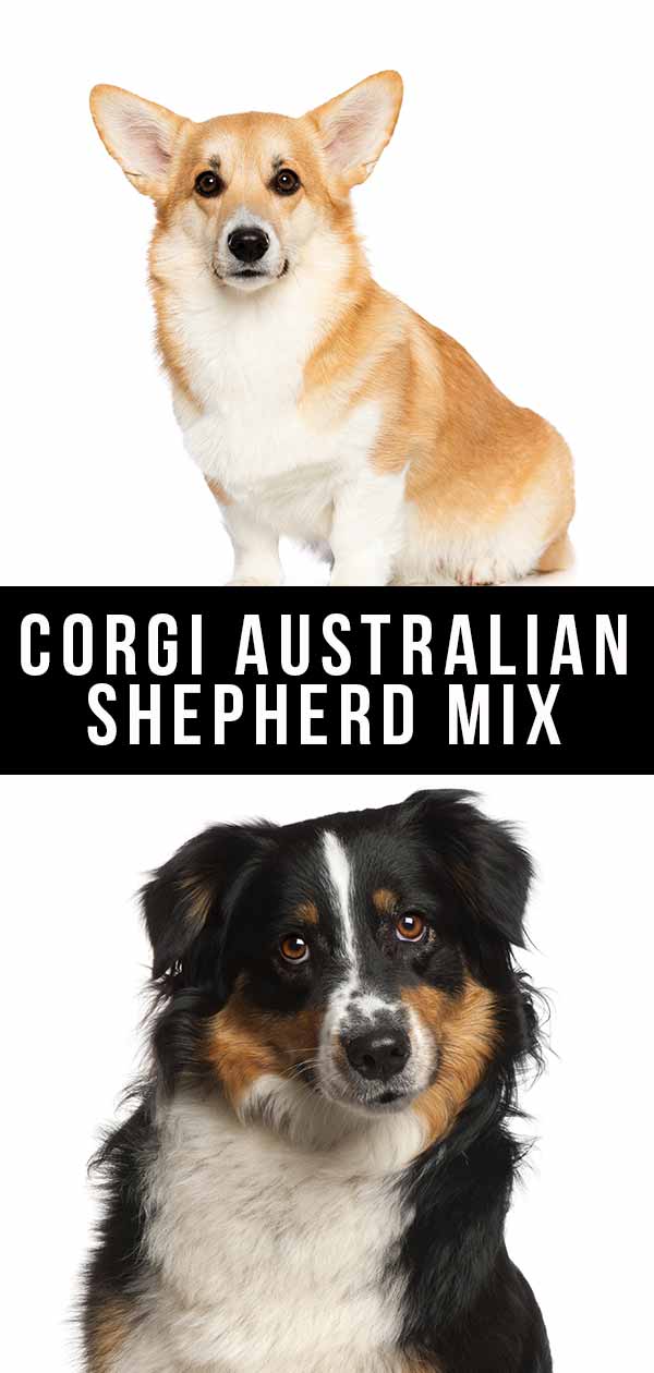 Corgi Australian Shepherd Mix - Is This The Perfect Cross For You