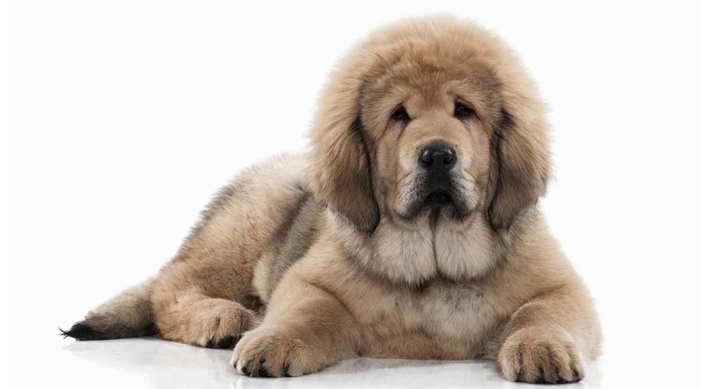 huge dog breeds that look like bears