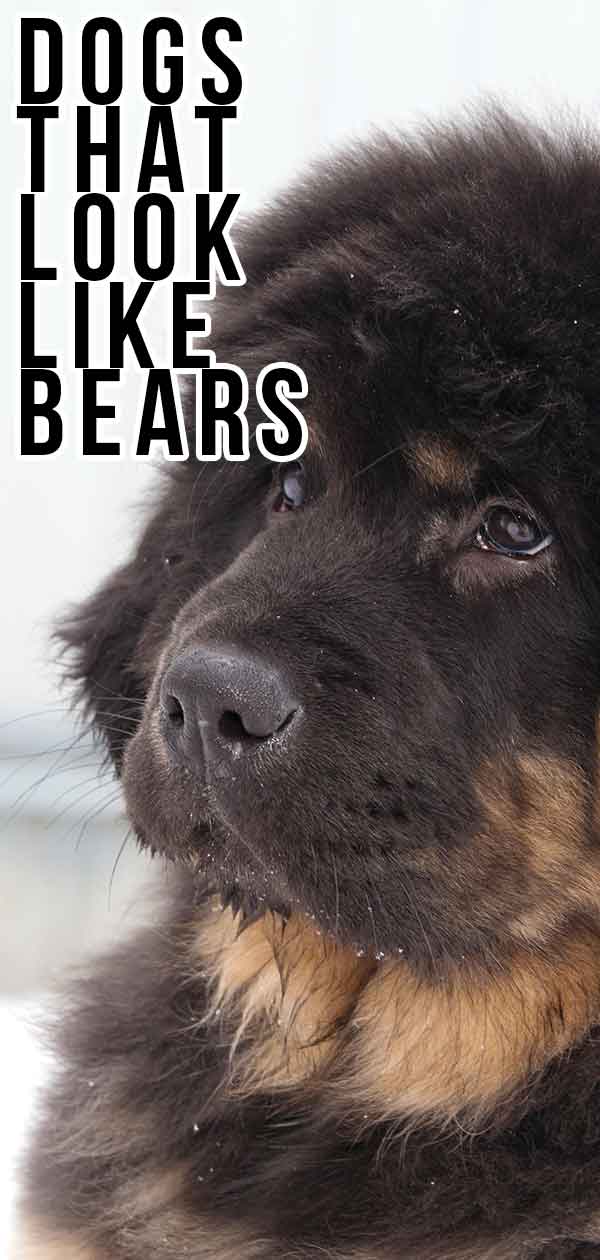 big fluffy dogs that look like bears