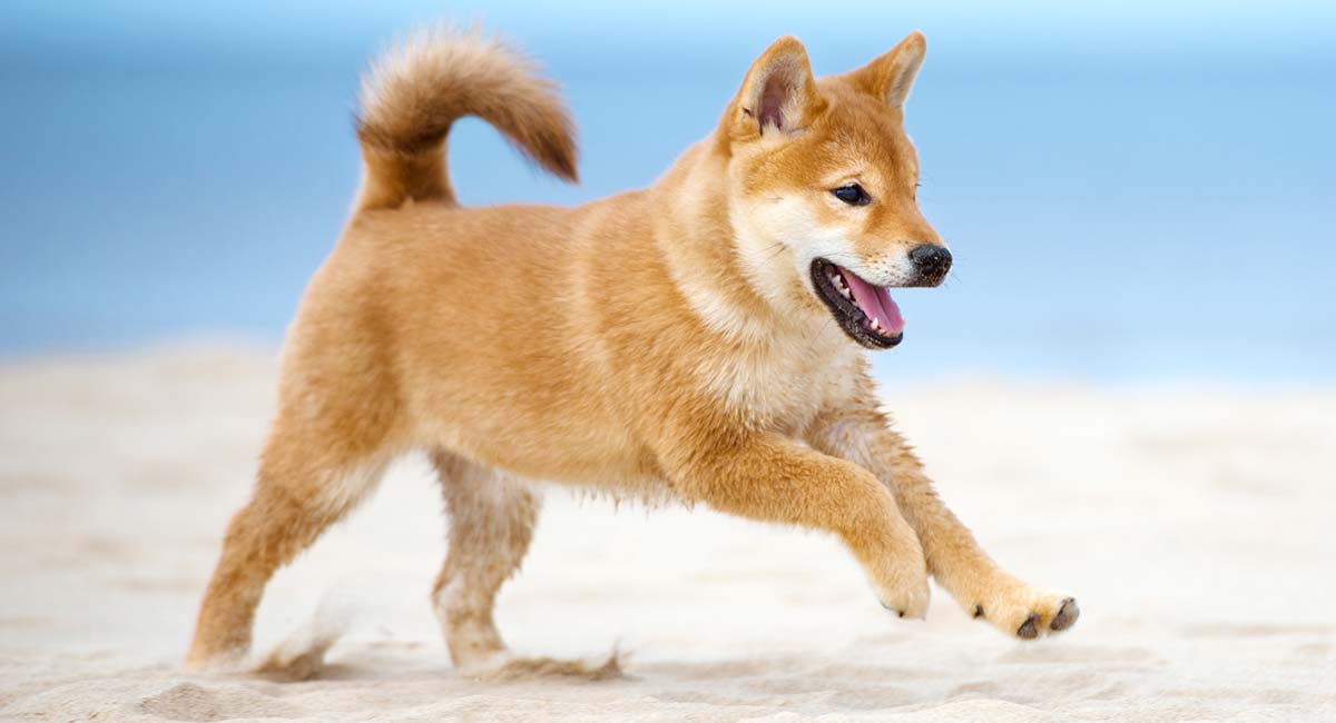 can a fox breed with a dog