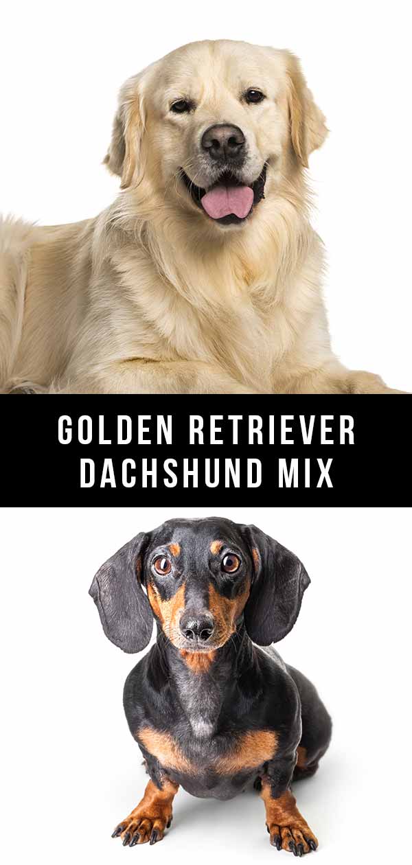 golden retriever dachshund mix