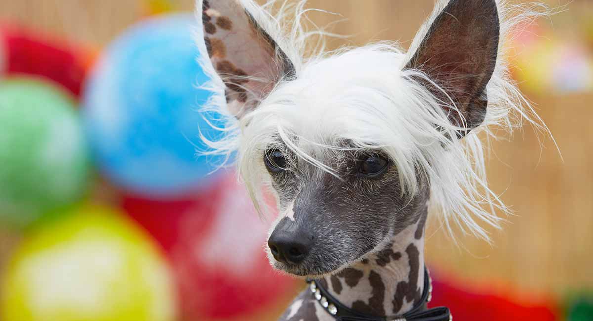 Hairless Dogs - The 5 Amazing Breeds With No Fur Coats