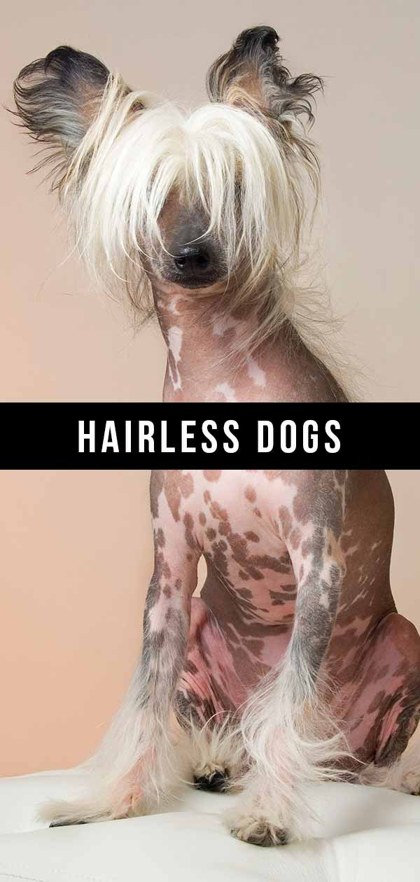 dogs with no fur
