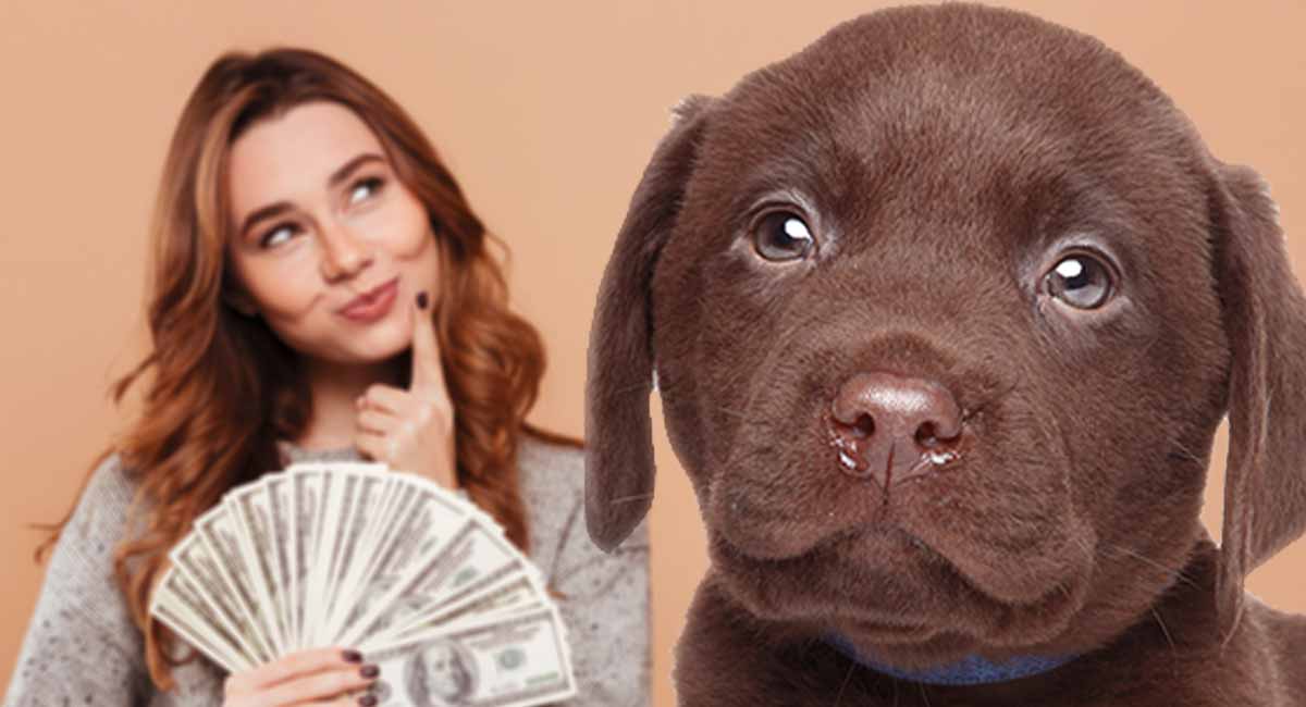 Labrador Dog Price - What Should You Be Expecting To Pay?