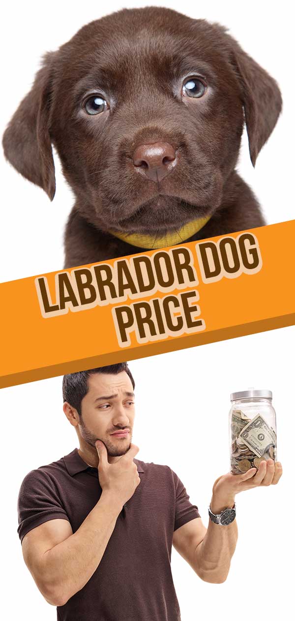 precio del perro labrador