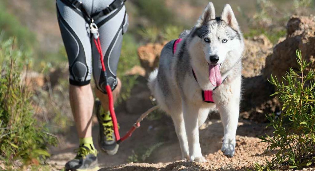 Best Husky Harness Choosing The Right Option For Your Dog