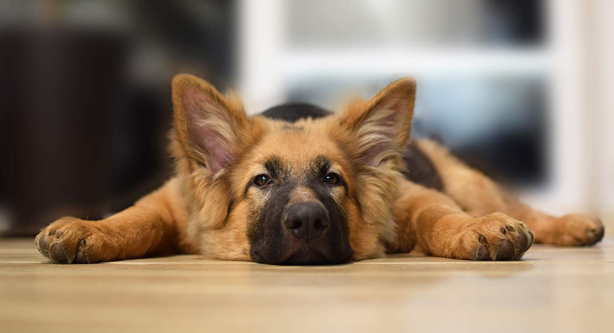 How To Train A Stubborn Dog