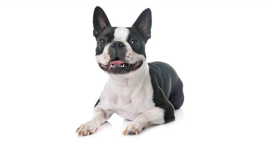 Boston Terrier Names 350 Ideas To Suit Every Taste