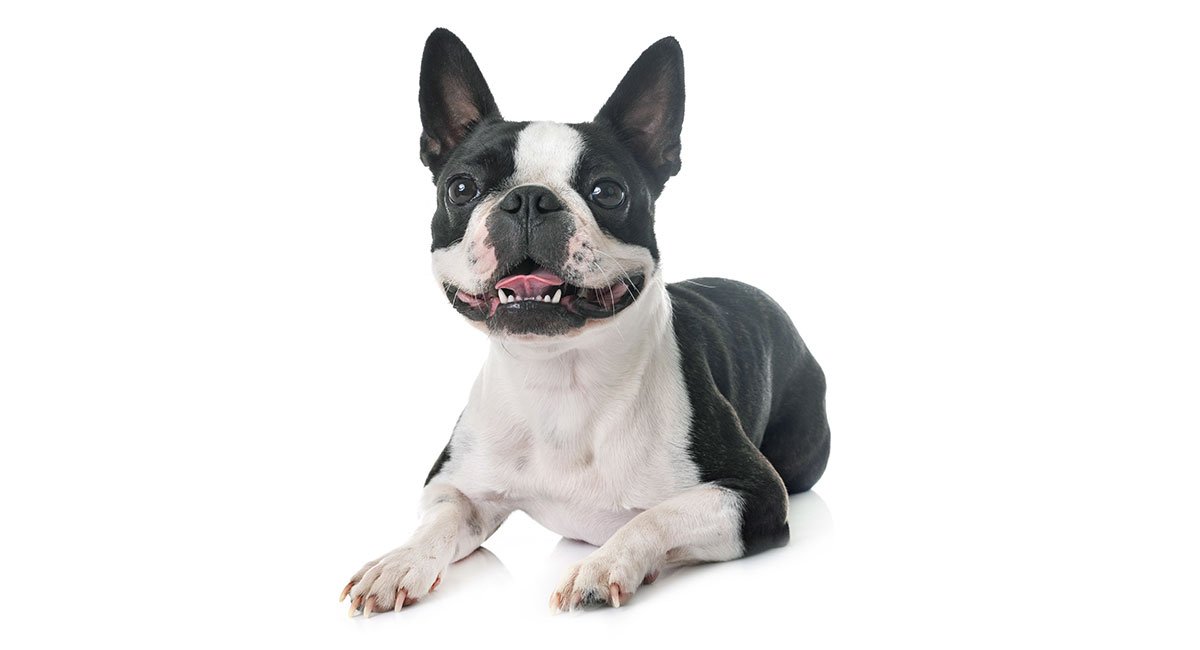 do boston terriers have breathing problems