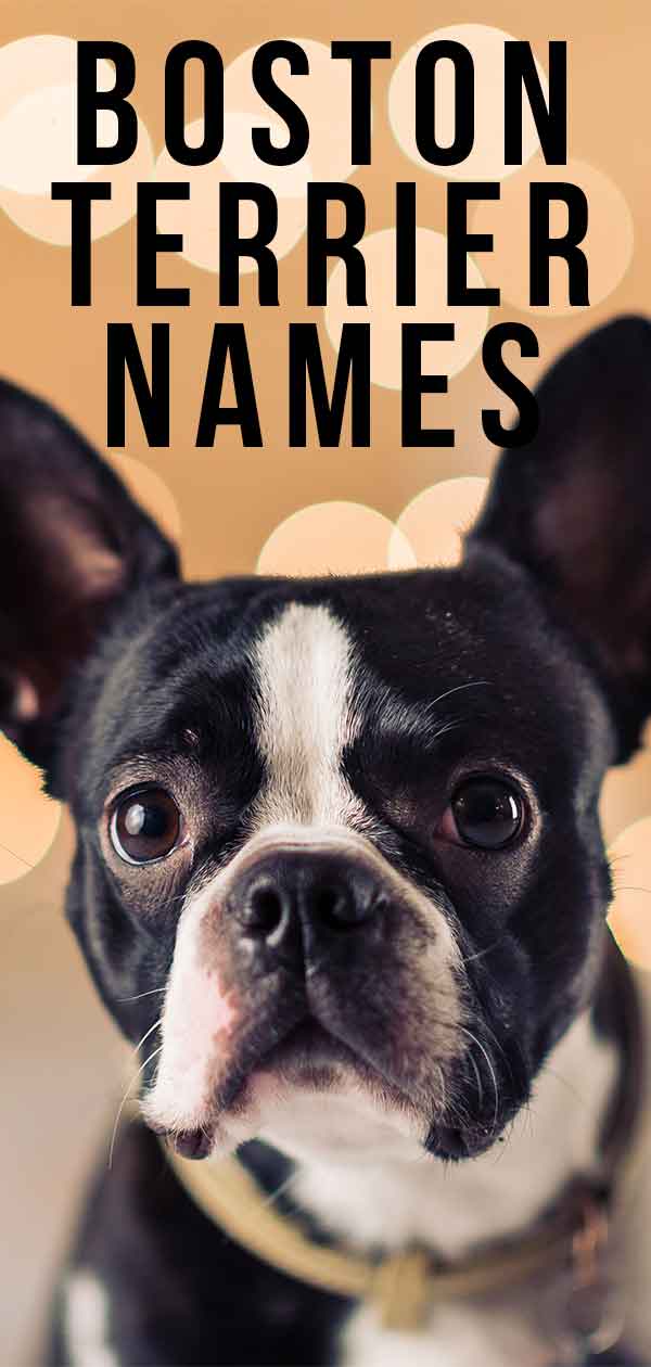 boston terrier names