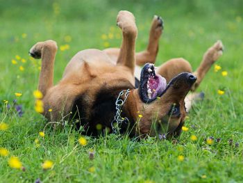 crazy puppy