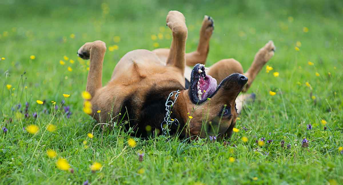 crazy puppy