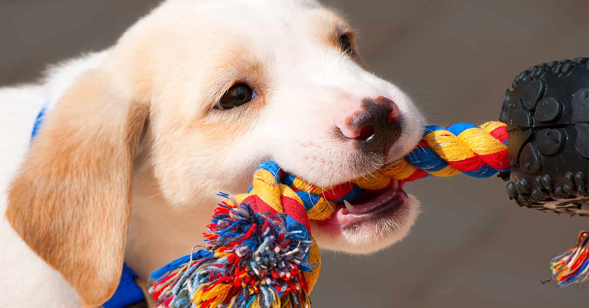 puppy with a tug toy