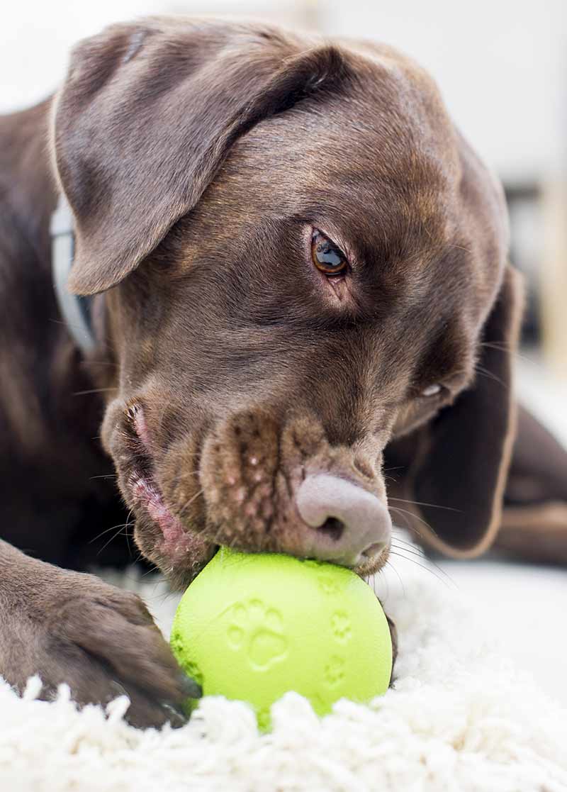 Labrador indoors with a ball