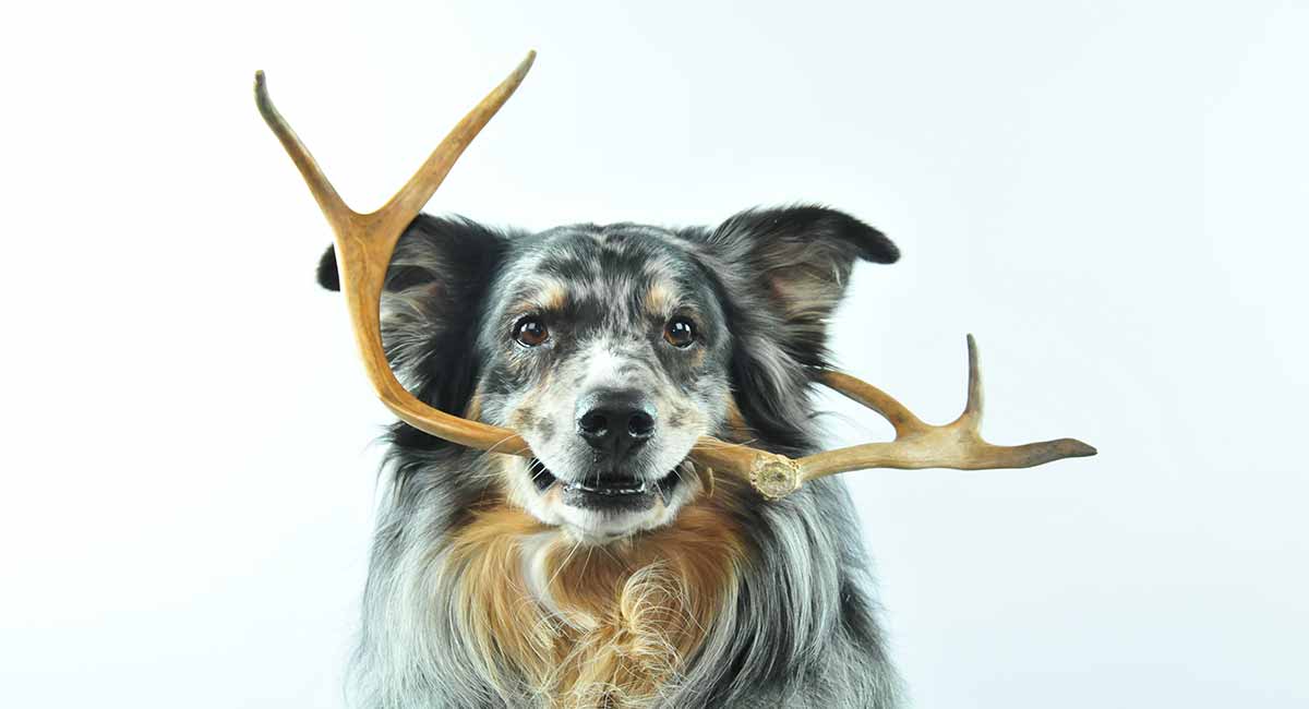 puppies and antlers