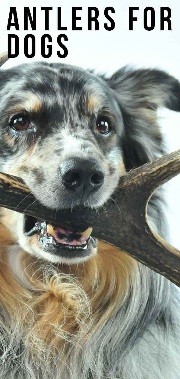 are antlers safer for dogs to chew on than bones