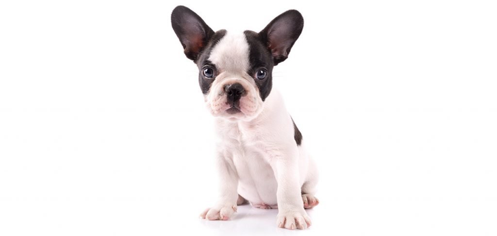 Black And White French Bulldog