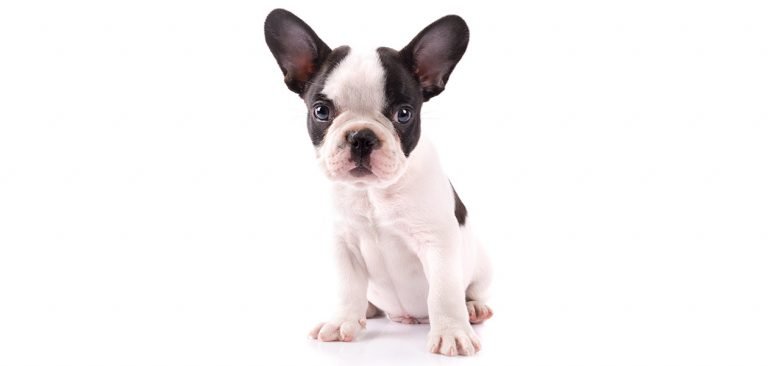 Black And White French Bulldog - All About This Interesting Coat Color