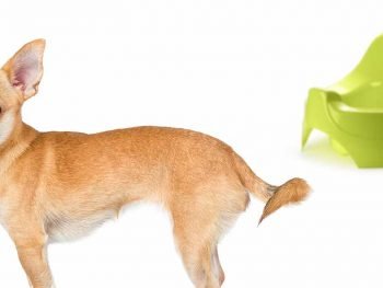 chihuahua potty training