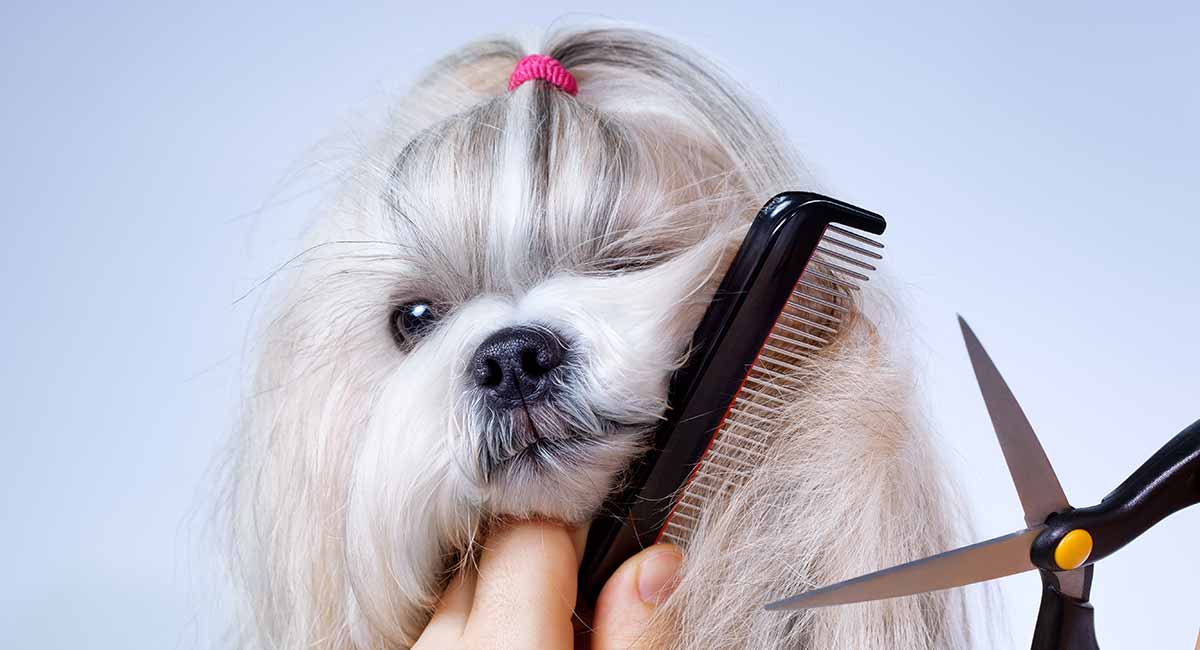 how to groom a dog with long hair