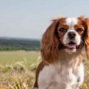 cavalier king charles spaniel outdoors in a field