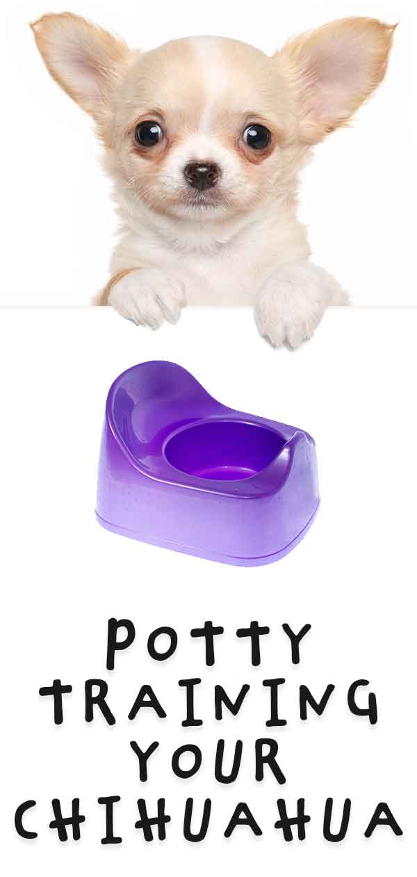 Chihuahua store potty training