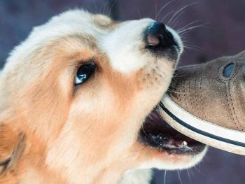puppy biting shoe