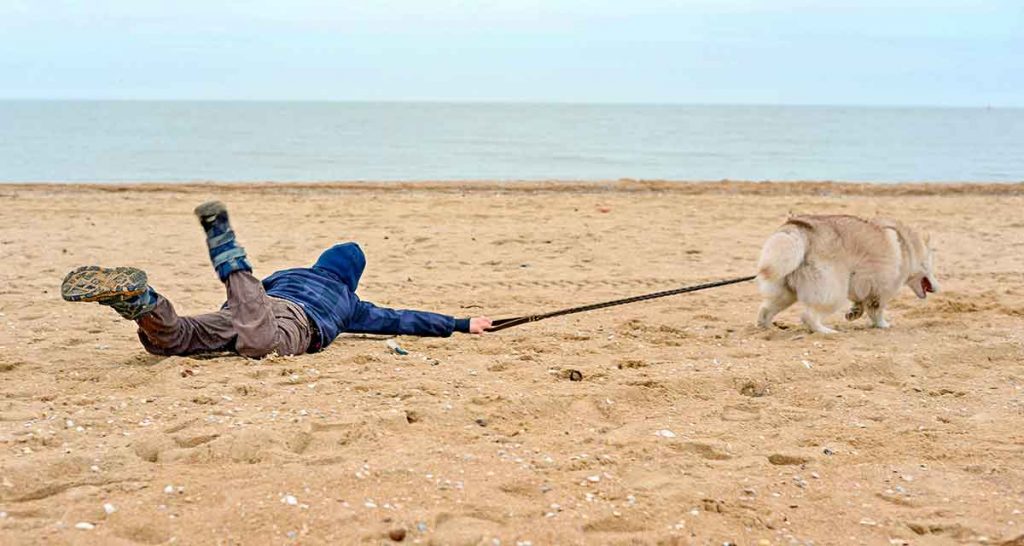 6 month old puppy pulling on leash