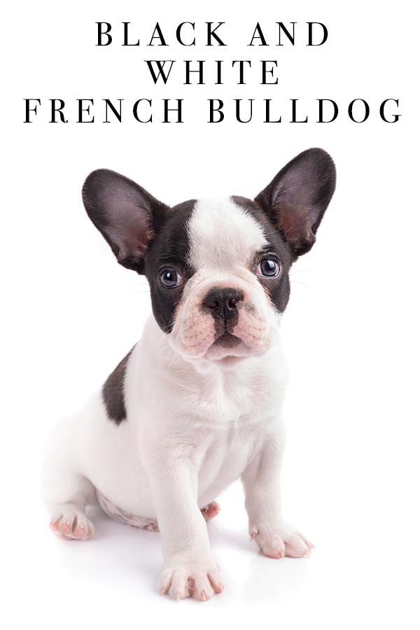 svart och vit fransk bulldogg