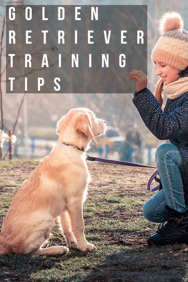 Golden Retriever Training Tips