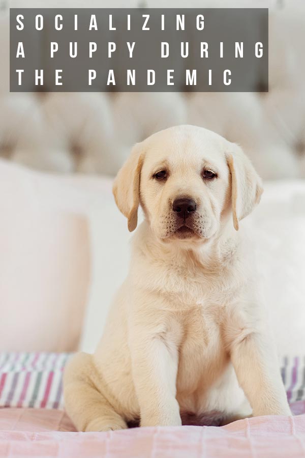 Socializing A Puppy During The Pandemic