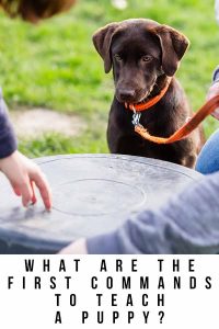 What Are The First Commands To Teach A Puppy?