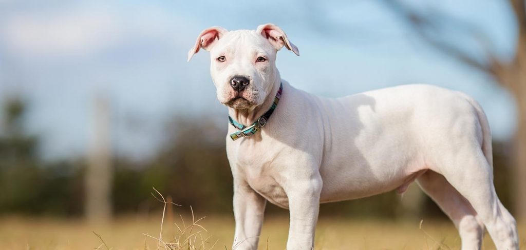 white pitbull with black spots on skin