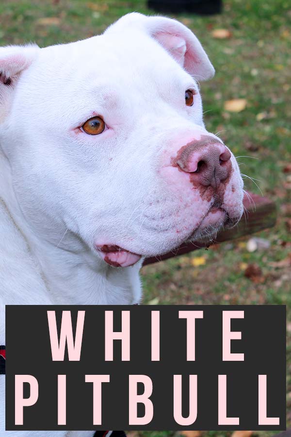 american pitbull terrier white