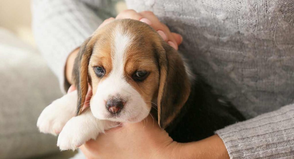 beagle puppy