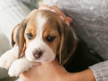 beagle puppy