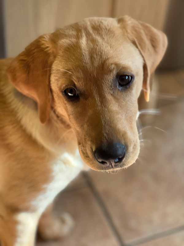 photo of a four month old yellow Labrador puppy