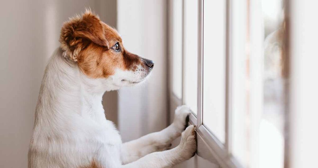 puppy looking out of window