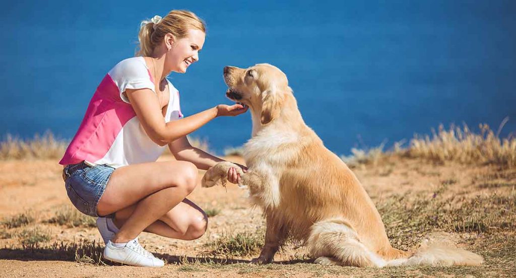 Golden retriever dog store training