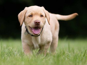 yellow labrador puppy