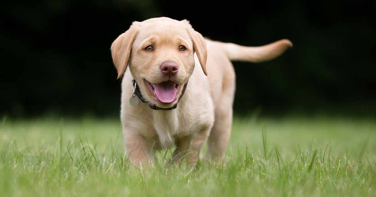 yellow labrador puppy