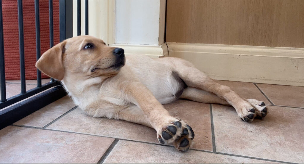 photo of a sleepy labrador puppy lying on a tiled floor