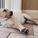 photo of a sleepy labrador puppy lying on a tiled floor