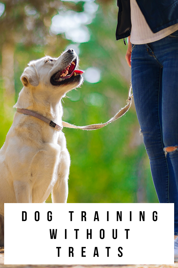 dog training without treats