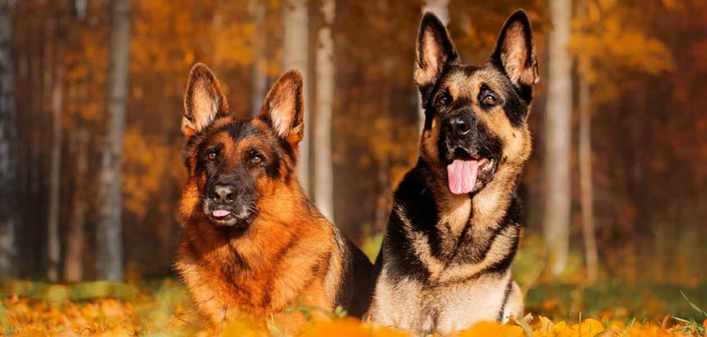 European German Shepherd - What Makes European Breeding Special