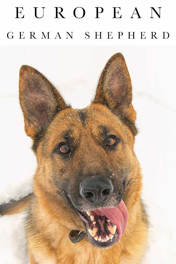 european german shepherd